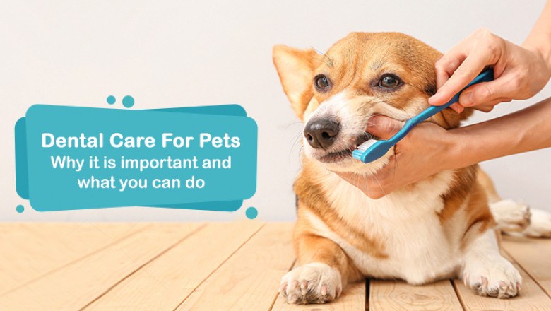Why Pets Dental Care is Important And How You Can Do?