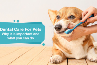 Why Pets Dental Care is Important And How You Can Do?