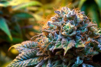 Buy white widow seeds online