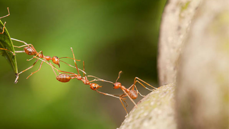 Florida Pest St Augustine