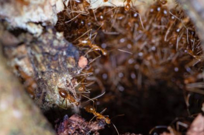 Have You Got An Issue With Ants?