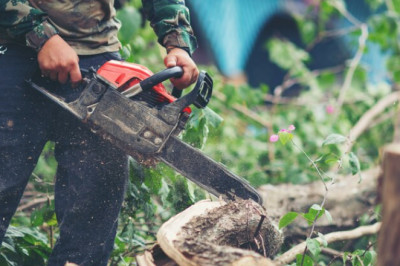 Know Signs You Need Palm Tree Removal