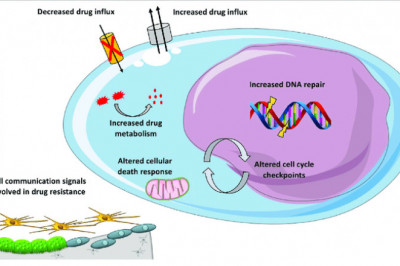 When your DNA Repair Drugs gets harmed, what happens?