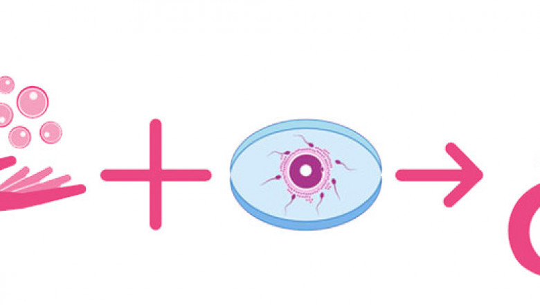 A description of the egg donation program