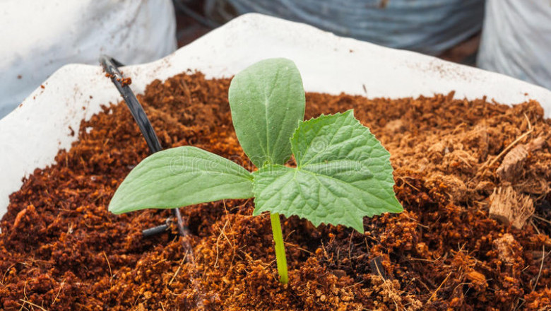 Coco peat Manufacturer, Wholesale Suppliers in India