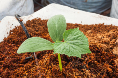 Coco peat Manufacturer, Wholesale Suppliers in India