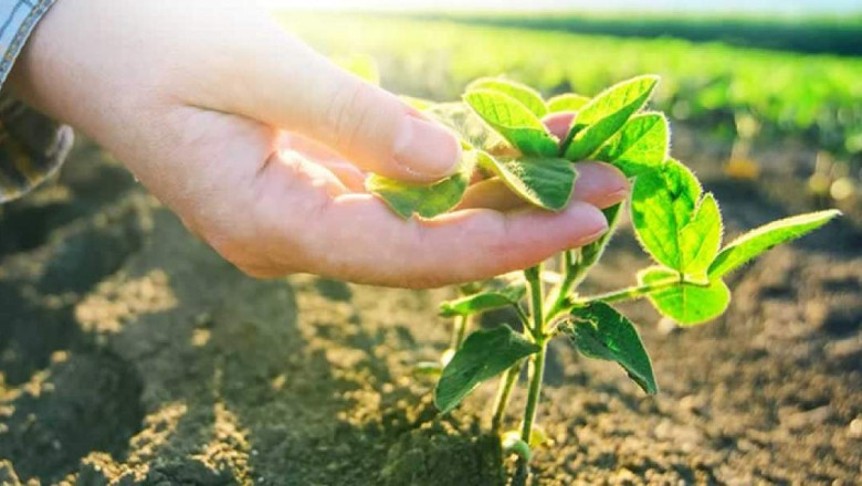 Use of agricultural microbials significantly increase the nutrition and growth of crops