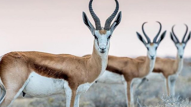 Most Popular Namibia Destinations For Epic Holiday Adventure