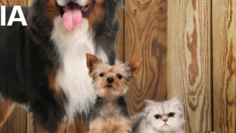 Pet supplies online - Rumani