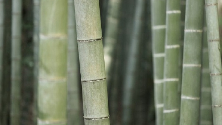 Why You Should Go and Get Bamboo Duvet Cover Set