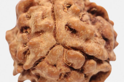 Buy Original Three  Mukhi Rudraksha Online