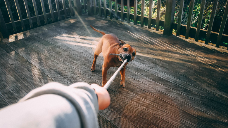 When Do I Need A Dog Bite Lawyer?