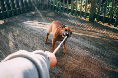 When Do I Need A Dog Bite Lawyer?