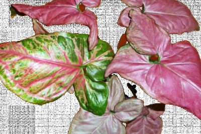 How to Grow Syngonium (Pink) Plants?