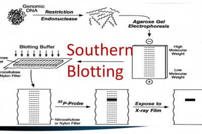 Southern Blotting Market Overview