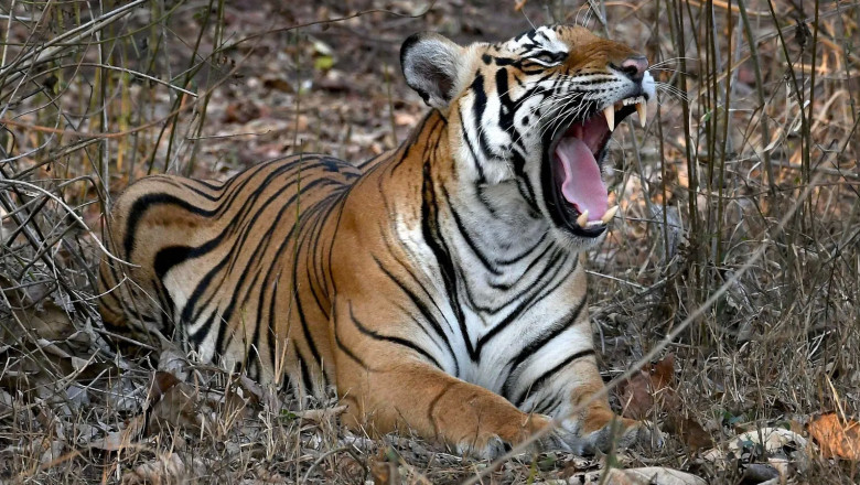 Interesting Things to Know About Ranthambore National Park