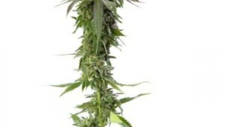 Best clones sacramento tips you will read this year