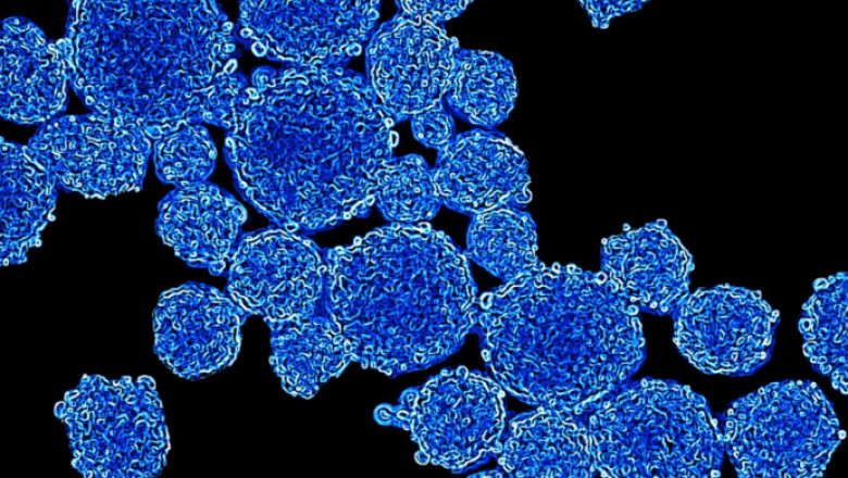 3D Cell Culture Market Is Expected to Achieve Popularity Across the Globe by 2026