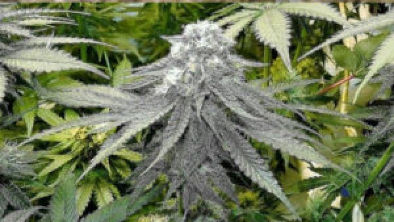Best clones Gg4 Sf Bay Area in Los Angeles