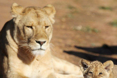 Top Places to Enjoy Jungle Safari Ride In India