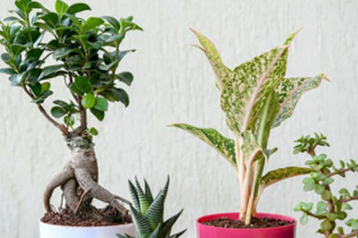 4 Benefits of Keeping Indoor Plants around You