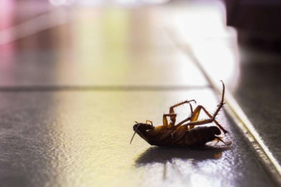 How To Remove Roaches From Appliances