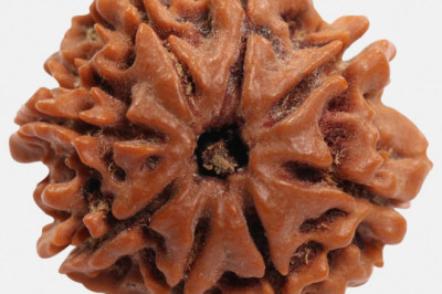 Benefits of Eight Mukhi Rudraksha