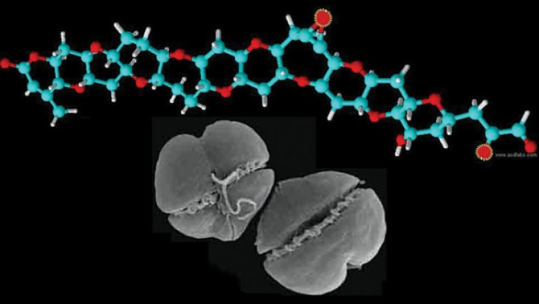What are the advantages and disadvantages of Algal DHA and ARA ?
