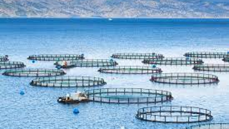Aquaculture Market is estimated to be valued at US$ 210,790.00 million in 2021 and is expected to exhibit a CAGR of 6.6%