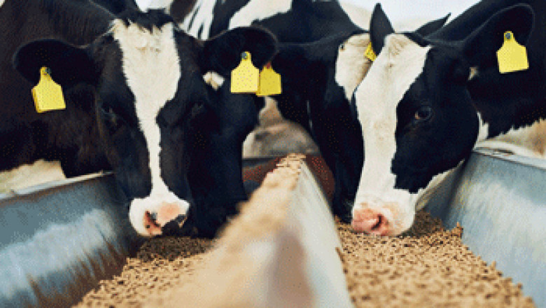 Coccidiosis Control in Poultry and Growth Promotion in Cattle with Polyether Antibiotics