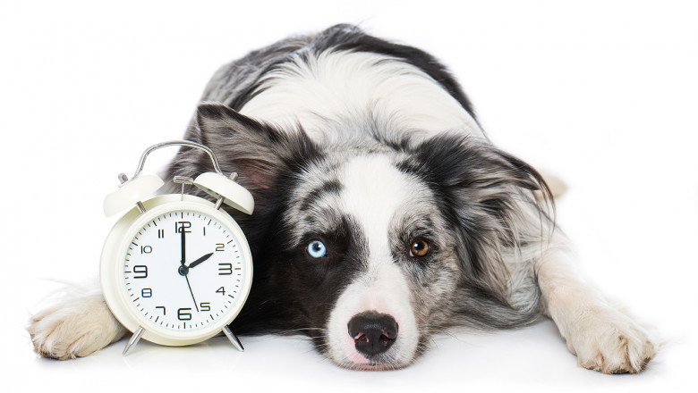 Why need esa letter online for Dogs and Cats