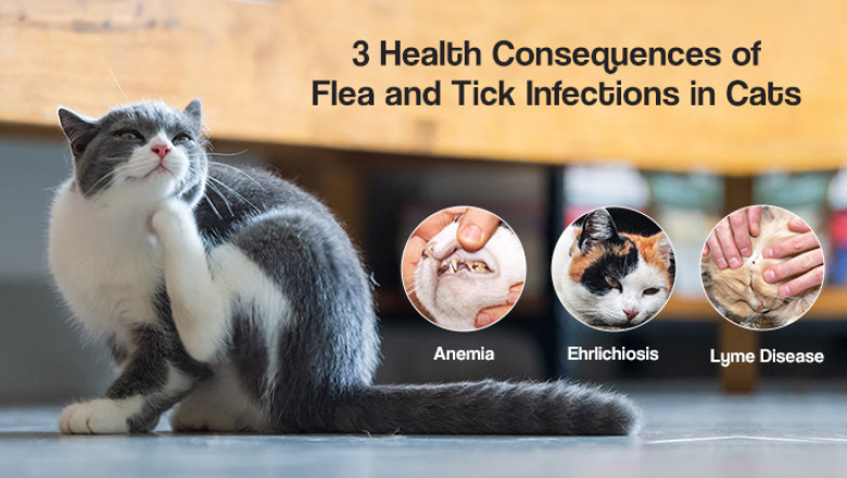 3 Most Dreadful Illnesses Caused by Fleas and Ticks in Cats