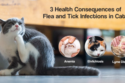 3 Most Dreadful Illnesses Caused by Fleas and Ticks in Cats