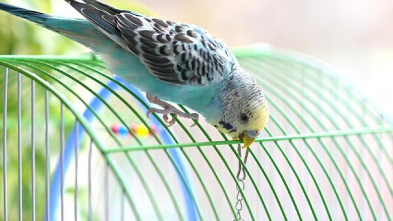 Things to Know Before you Buy Bird Cages