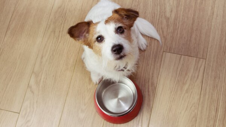 Reasons to Buy from a Trusted Pet Warehouse