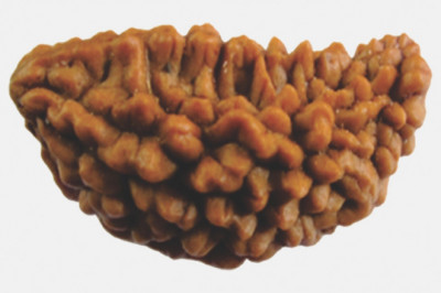 Buy One Mukhi Rudraksha Online India