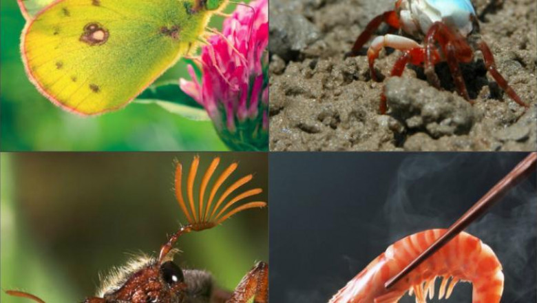 Chitin Market Outlook