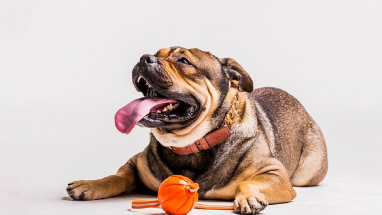 Finding Pet Supplies that Help the Owners