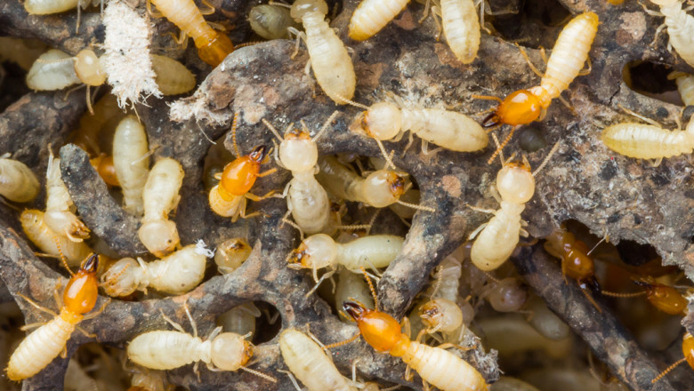 Termite control market was valued at US$ 3,276.91 million in 2016 and is expected to expand at a CAGR of 5.7%, from 2017 to 2025.