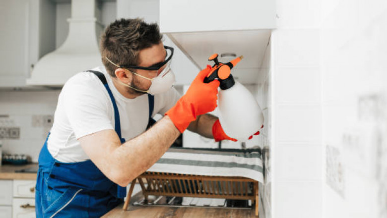 4 Major Reasons Of Pest Invasion