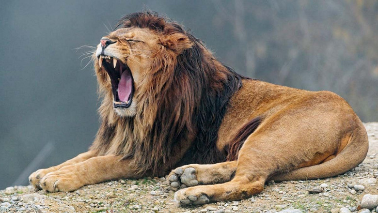 Important Tips for Gir Lion Safari Permit