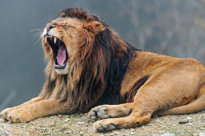 Important Tips for Gir Lion Safari Permit