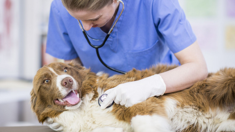 Market value of Companion Animal Drugs Market is estimated at US$ 49,244.3 Mn by the end of 2027.