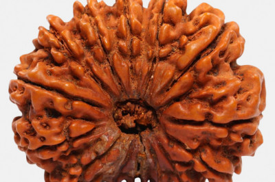 Get Fourteen Mukhi Rudraksha Online