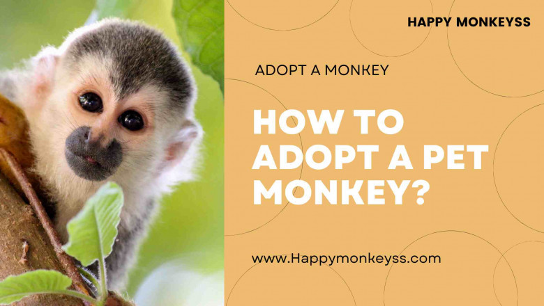 How do I adopt a monkey from the comfort of my own home?