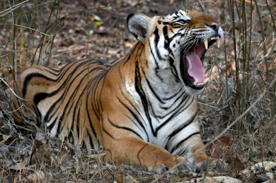 Incredible Two National Parks in India One Must Visit At least once