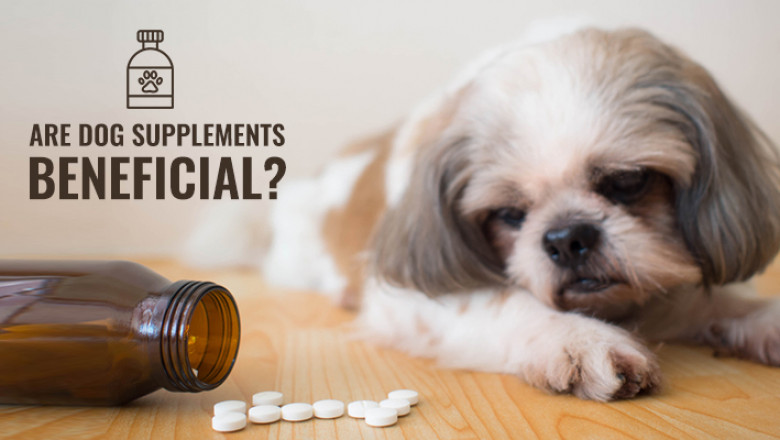 Are Dog Supplements Really Required?