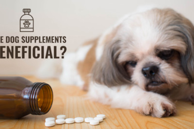 Are Dog Supplements Really Required?