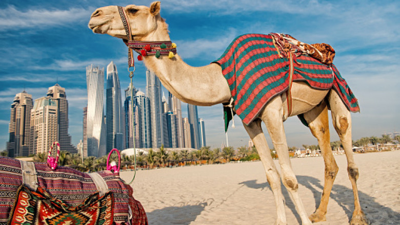 Choose the tour of the Dubai and move