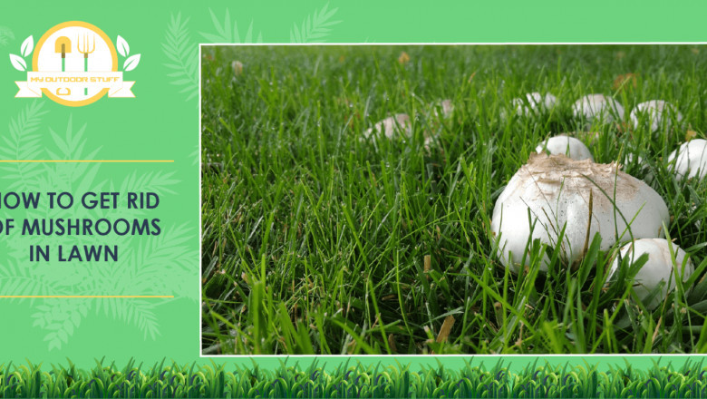 How to Get Rid of Mushrooms in Your Yard: 6 Strategies to Try